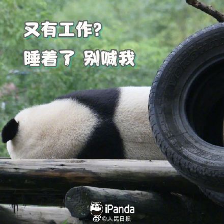 收藏!周一专用熊猫表情包 收藏!周一专用熊猫表情包