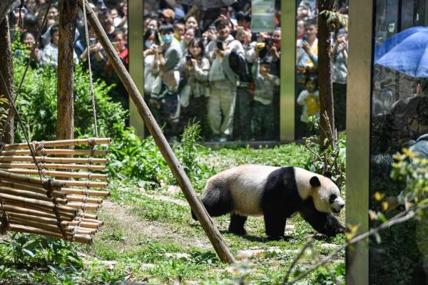 海浜耍宝、星宝犯懒，贵阳这两只大熊猫超萌！网友：可能是全国“性价比”最高的熊猫馆