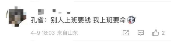凭实力“加餐”？一动物园老虎吃了孔雀！网友：吃“同事”可不好