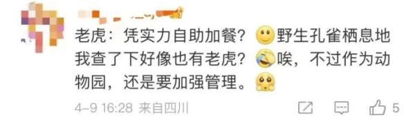 凭实力“加餐”？一动物园老虎吃了孔雀！网友：吃“同事”可不好