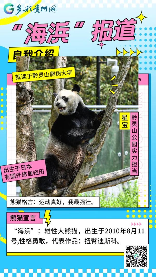 海浜耍宝、星宝犯懒，贵阳这两只大熊猫超萌！网友：可能是全国“性价比”最高的熊猫馆