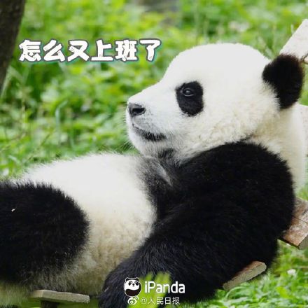 收藏!周一专用熊猫表情包 收藏!周一专用熊猫表情包