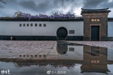 苏州近500年的紫藤是懂配色的