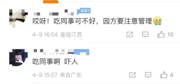 凭实力“加餐”？一动物园老虎吃了孔雀！网友：吃“同事”可不好