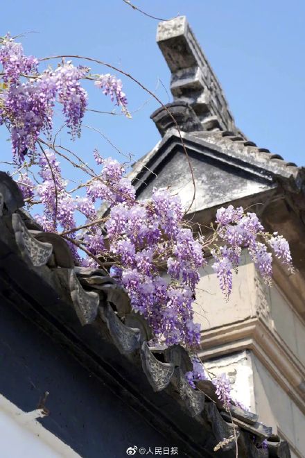 苏州近500年的紫藤是懂配色的