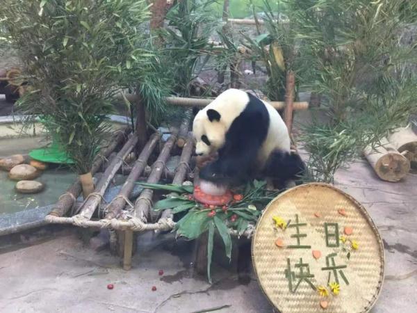 海浜耍宝、星宝犯懒，贵阳这两只大熊猫超萌！网友：可能是全国“性价比”最高的熊猫馆