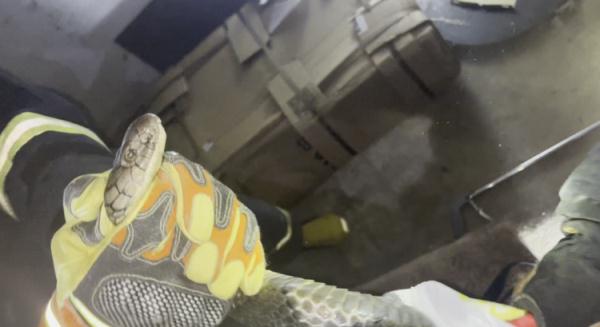 居民家中惊现4米长蛇