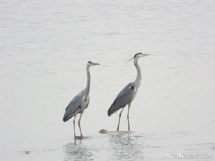 野生动物小百科-苍鹭