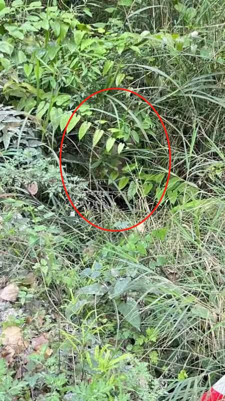 真有四川人上班路上“捡”到熊猫了！当地：野生的，请不要惊扰它