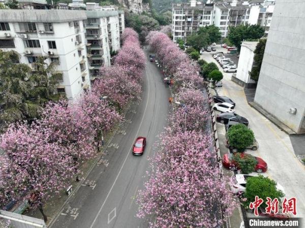广西柳州30万株洋紫荆盛放 城市成“大花园”