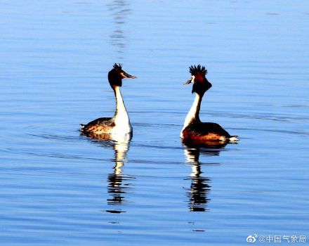 认识一下!凤头䴙䴘现身玉龙湖畔 认识一下!凤头䴙䴘现身玉龙湖畔