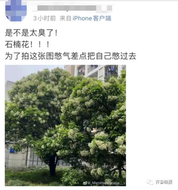 连上5个热搜！这股"不可描述"的味道又火了