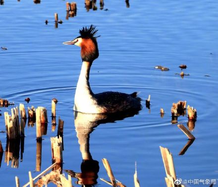 认识一下!凤头䴙䴘现身玉龙湖畔 认识一下!凤头䴙䴘现身玉龙湖畔