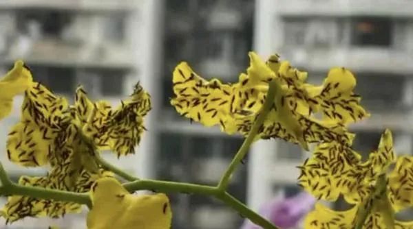 密密麻麻！广东多地突现大量小黑虫，专家提醒