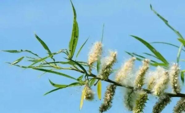 可怕的“毛毛”来袭，将持续1个月！七八成悬铃木已完成“理发”、服药…