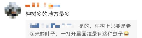 密密麻麻！广东多地突现大量小黑虫，专家提醒