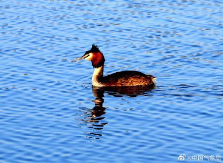 认识一下!凤头䴙䴘现身玉龙湖畔 认识一下!凤头䴙䴘现身玉龙湖畔