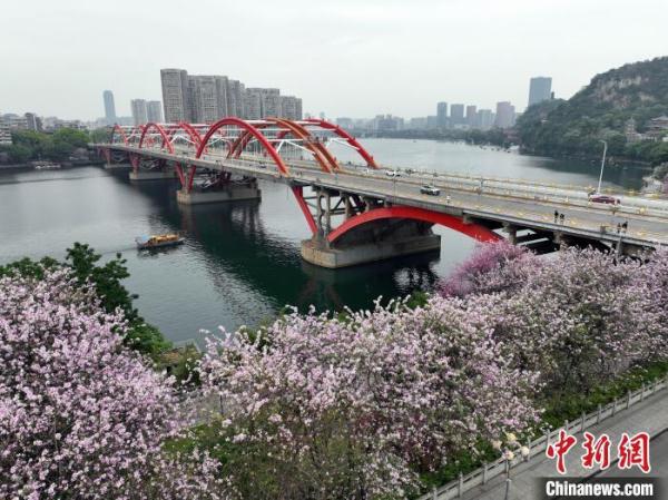 广西柳州30万株洋紫荆盛放 城市成“大花园”
