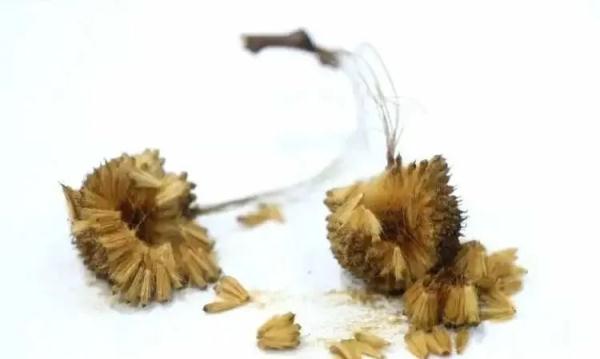 可怕的“毛毛”来袭，将持续1个月！七八成悬铃木已完成“理发”、服药…