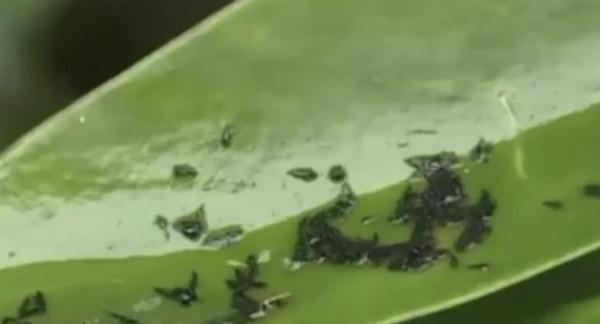 广东街坊注意！最近出街尽量别穿这两种颜色的衣服