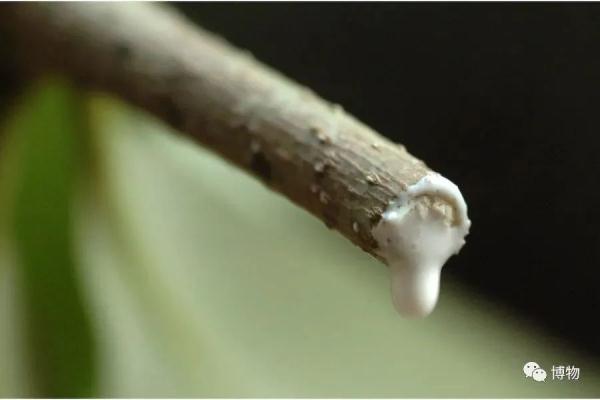 冲上热搜！石楠花又双叒开了，广东也有同款？专家释疑为何种植