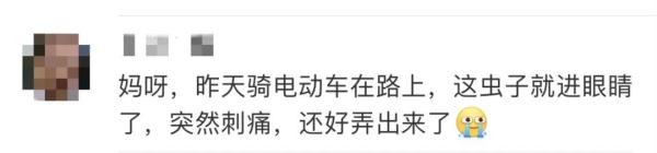 密密麻麻！广东多地突现大量小黑虫，专家提醒