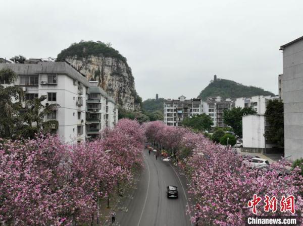广西柳州30万株洋紫荆盛放 城市成“大花园”