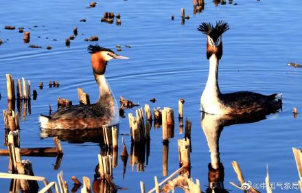 认识一下!凤头䴙䴘现身玉龙湖畔 认识一下!凤头䴙䴘现身玉龙湖畔