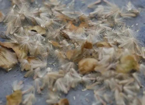 可怕的“毛毛”来袭，将持续1个月！七八成悬铃木已完成“理发”、服药…