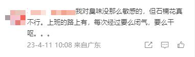 冲上热搜！石楠花又双叒开了，广东也有同款？专家释疑为何种植