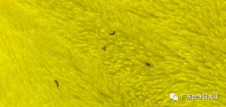 广东街坊注意！最近出街尽量别穿这两种颜色的衣服