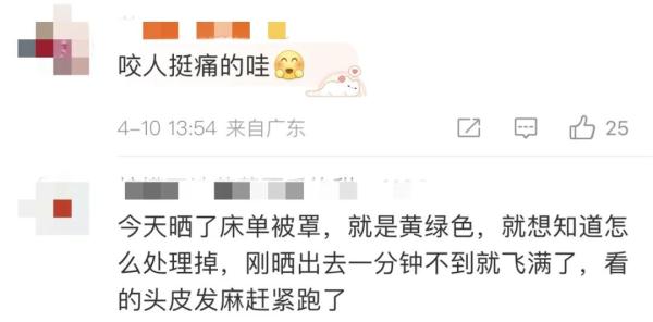 密密麻麻！广东多地突现大量小黑虫，专家提醒