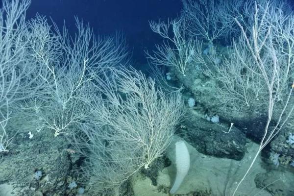 百万粉丝！87岁“触网”院士“想在最辉煌时潇洒退场”