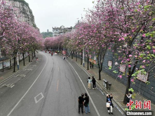 广西柳州30万株洋紫荆盛放 城市成“大花园”