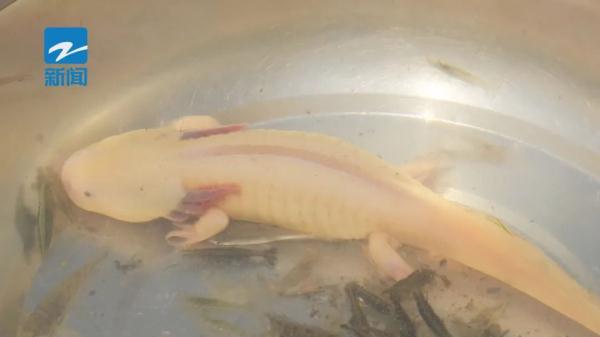 威风凛凛！浙江一地惊现头上长角的神秘物种，专家提醒…