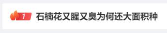 冲上热搜！石楠花又双叒开了，广东也有同款？专家释疑为何种植