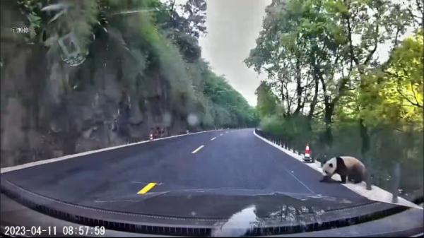 真有四川人上班路上“捡”到熊猫了！当地：野生的，请不要惊扰它