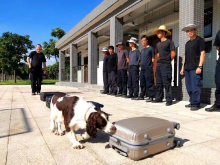 “汪汪队”再get新技能！广州警犬化身“移动安检机”守护市民出行安全