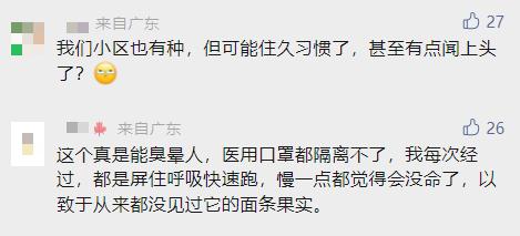 冲上热搜！石楠花又双叒开了，广东也有同款？专家释疑为何种植