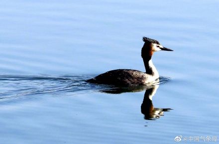 认识一下!凤头䴙䴘现身玉龙湖畔 认识一下!凤头䴙䴘现身玉龙湖畔