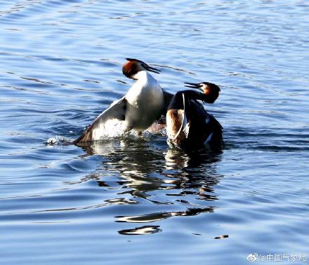 认识一下!凤头䴙䴘现身玉龙湖畔 认识一下!凤头䴙䴘现身玉龙湖畔