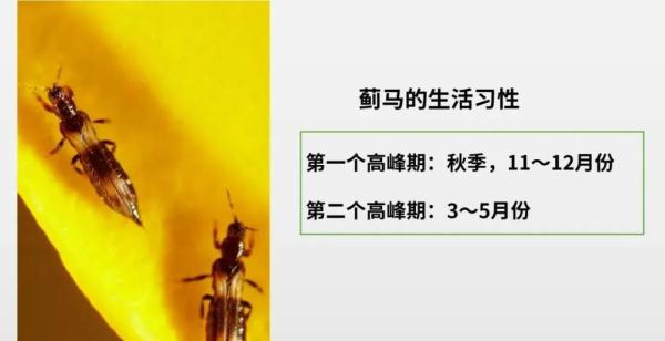 密密麻麻！广东多地突现大量小黑虫，专家提醒