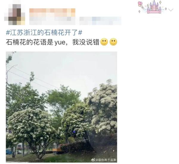 冲上热搜！石楠花又双叒开了，广东也有同款？专家释疑为何种植