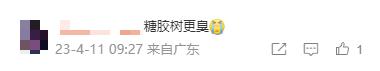冲上热搜！石楠花又双叒开了，广东也有同款？专家释疑为何种植