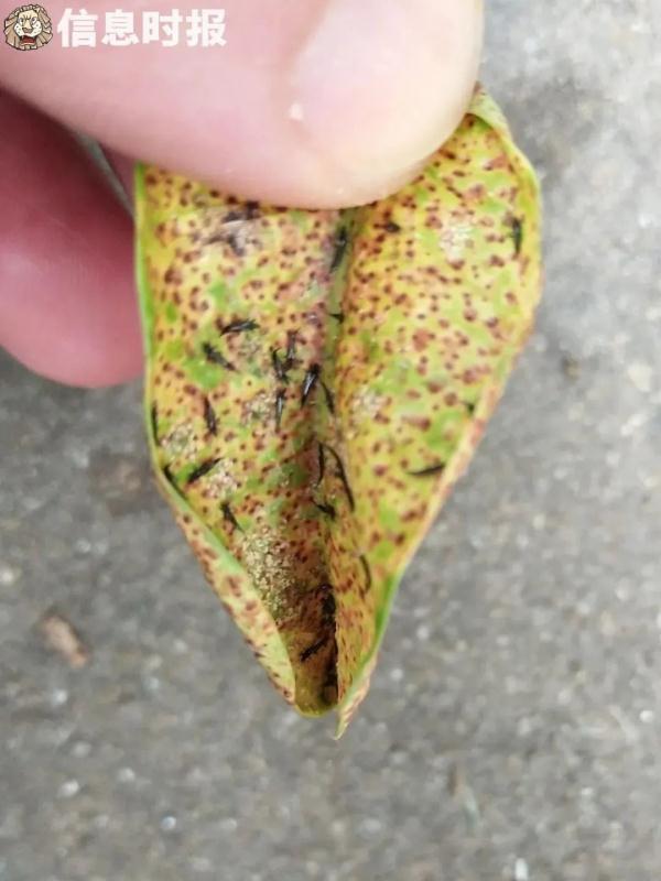 @广州街坊，最近尽量别穿这两种颜色的衣服出门！