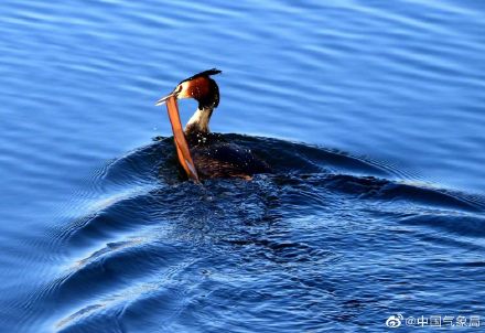 认识一下!凤头䴙䴘现身玉龙湖畔 认识一下!凤头䴙䴘现身玉龙湖畔