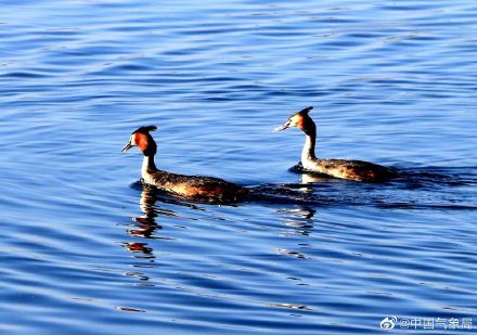 认识一下!凤头䴙䴘现身玉龙湖畔 认识一下!凤头䴙䴘现身玉龙湖畔