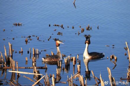 认识一下!凤头䴙䴘现身玉龙湖畔 认识一下!凤头䴙䴘现身玉龙湖畔