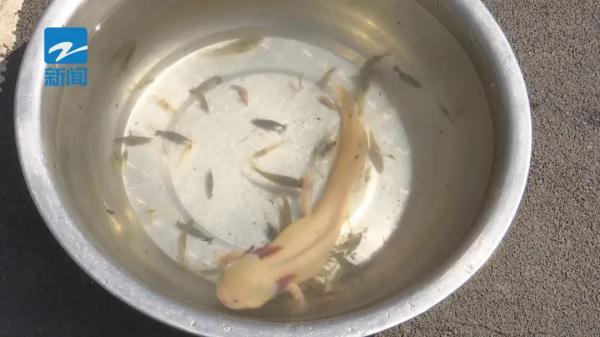 威风凛凛！浙江一地惊现头上长角的神秘物种，专家提醒…