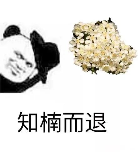 冲上热搜！石楠花又双叒开了，广东也有同款？专家释疑为何种植